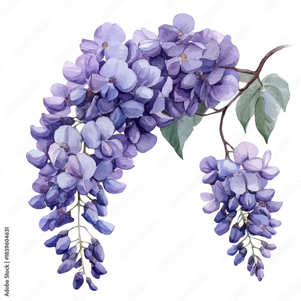 Fototapeta premium Wisteria Flower, clipart watercolor vector with vivid accents and harmonious tones, isolated on a white background.