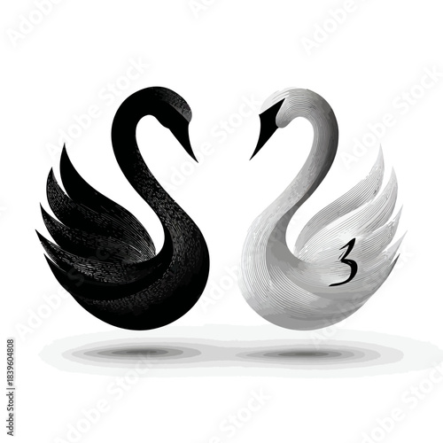 Black and white swans yin yang symbolic conceptual illustration on white