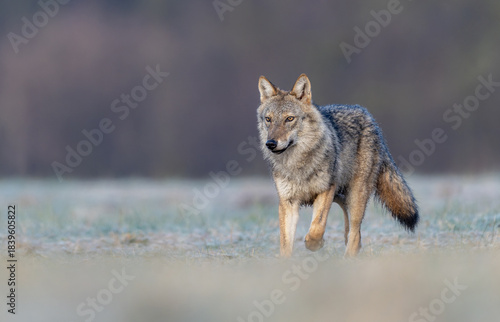 Fototapeta Naklejka Na Ścianę i Meble -  Grey wolf ( Canis lupus ) close up