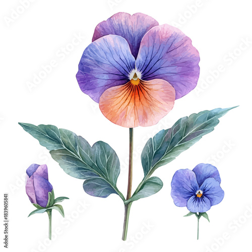 watercolor of Viola Flower, isolated on a white background.
