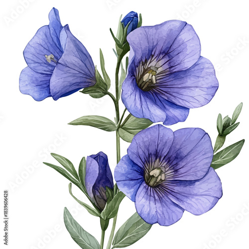 Veronica Flower, vector clipart in watercolor with smooth gradients, isolated on a white background.
