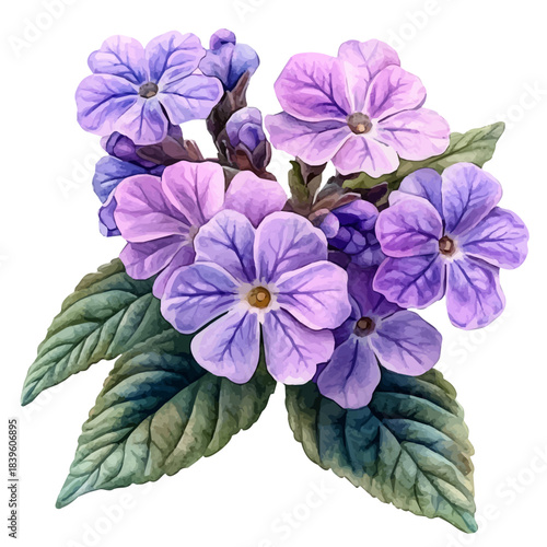 Verbena Flower, clipart watercolor vector with vivid accents and harmonious tones, isolated on a white background.