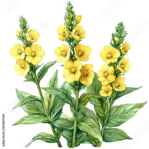 Verbascum Flower, clipart watercolor vector with vivid accents and harmonious tones, isolated on a white background.