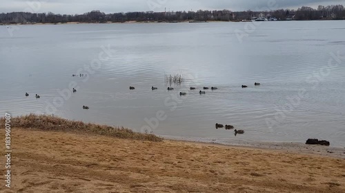 In autumn, a flock of ducks swims along the beach