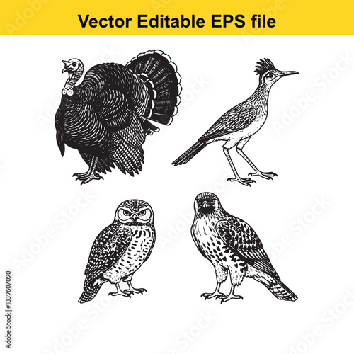  vector illustration of various birds including turkey, roadrunner, owl, and falcon in editable eps format for graphic design
