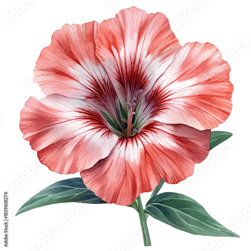 Sweet William Flower, clipart watercolor vector with vivid accents and harmonious tones, isolated on a white background.