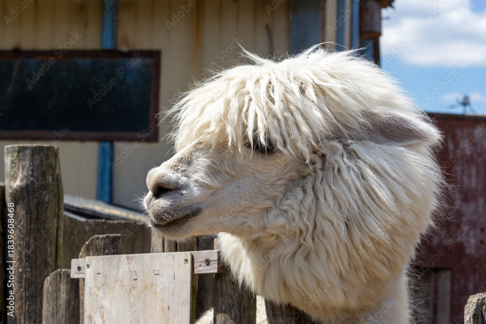 Fototapeta premium Fluffy white alpaca happily close to wooden fence on sunny day in rural setting