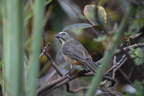 saltator coerulescens perched on croton branch