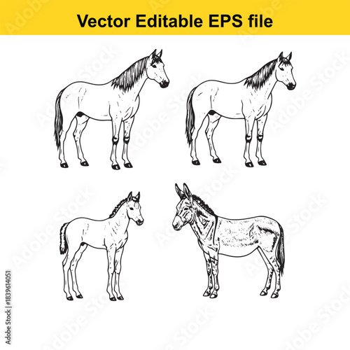  vector illustration of four different horse breeds in profile view