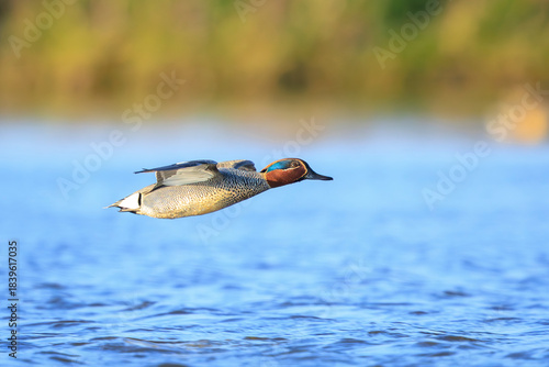 Photos Swimming male eurasian teal, anas crecca, duck portrait