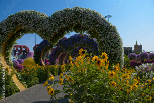 Dubai Miracle Garden is the world's largest natural flower garden