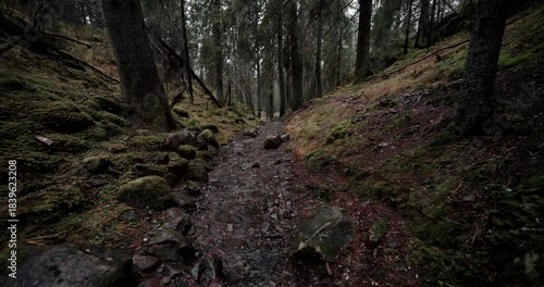 Nordic Forest Ancient Trail Stream