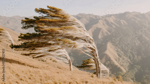 Tall bent tree on a hill strongly tilted by constant winds