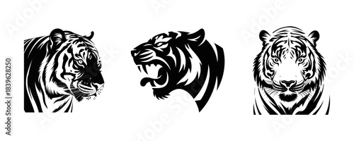 Fierce roaring tiger head illustration, wild animal mascot vector art, aggressive jungle predator face with sharp teeth, powerful wildlife emblem design, bold graphic for sports logo, branding
