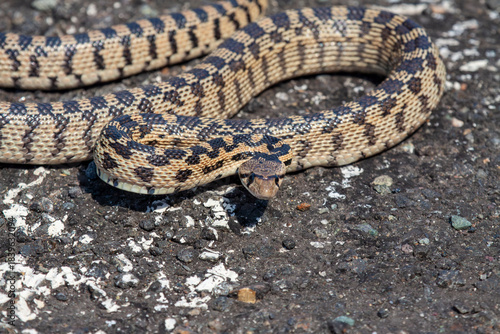 A gopher snake on asphalt looking at the camera. 
