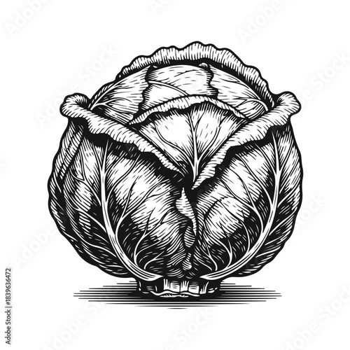 Cabbage in clean vector style with layered leaves and smooth green contours. green cabbage, fresh vegetable, organic cabbage, cabbage icon, healthy food