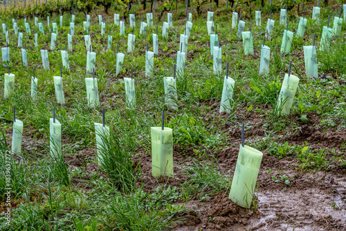 Young Trees Protected in Tubes for Reforestation and Sustainable Land Restoration.