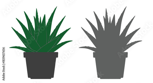 Two aloe vera plants in pots one vibrant green one grayscale