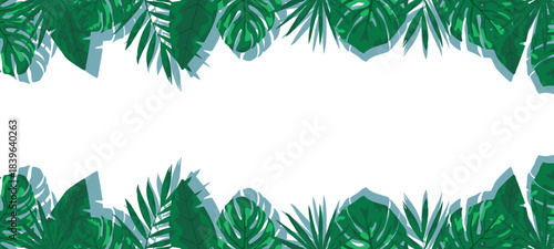 Background in the form of a tropical fern and monstera on a white background. Summer mood. There is a place for an inscription