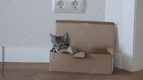 An adorable little kitten is peeking out from inside a small cardboard box in a cozy and warm home setting