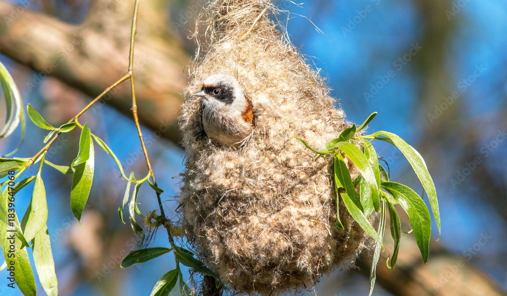 Obraz premium great grey owl