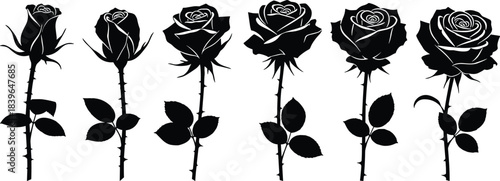Six black silhouette rose flowers with stems and leaves on white background vector