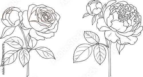 Line art illustration of a rose and a peony with buds and leaves flower floral