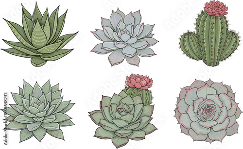 Collection of six hand-drawn succulent and cactus illustrations with pink flower