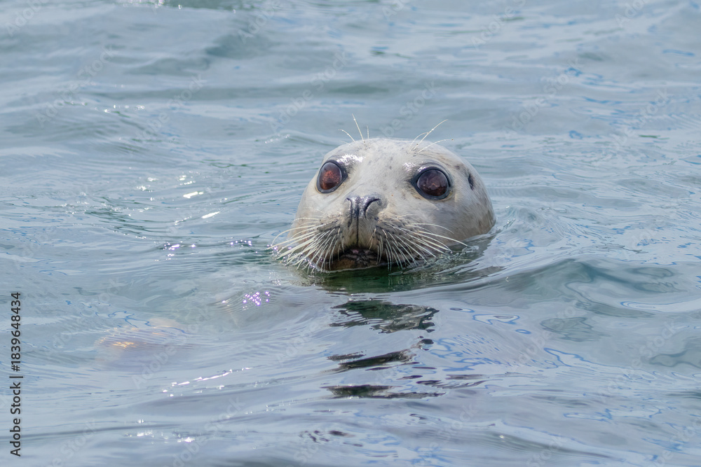 Fototapeta premium A harbor seal with its head above water looking at the camera. 