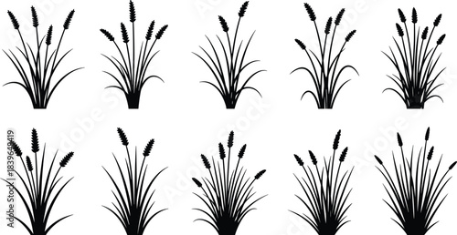 Collection of black silhouettes of various grass and reed plants reeds nature