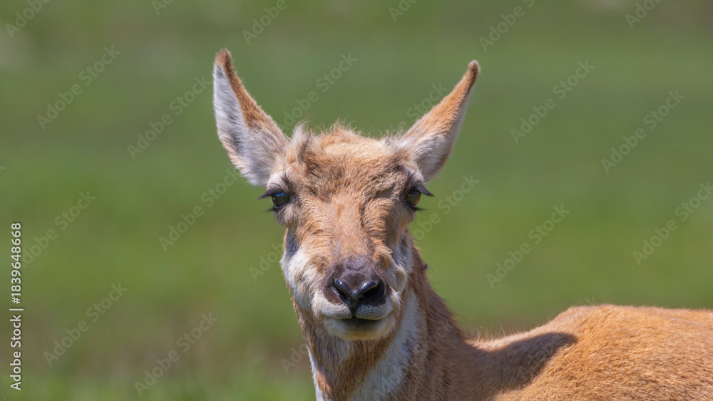 Obraz premium A portrait of a Pronghorn with a clean background.