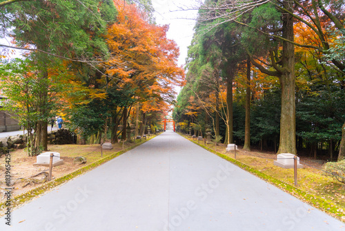 Tableau sur toile 静寂に包まれた参道が続く神社の秋景色