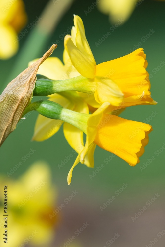 Fototapeta premium Close up of daffodil (narcissus) flowers in bloom
