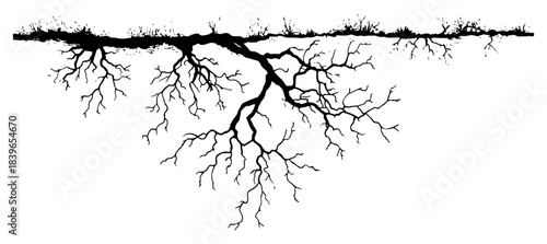 Underground tree roots silhouette spreading deep into soil vector illustration