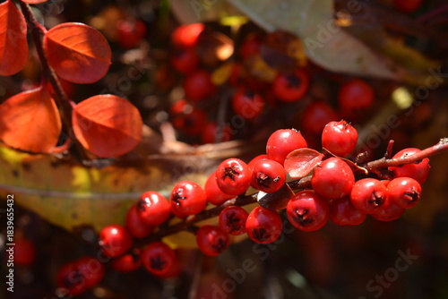 Close-up of red pyracantha berries on a bush in autumn