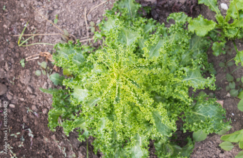 Curly Leaf Kale Rosette Brassica oleracea