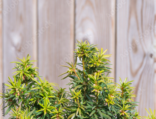 Spiky Yew Evergreen Shrub taxus baccata