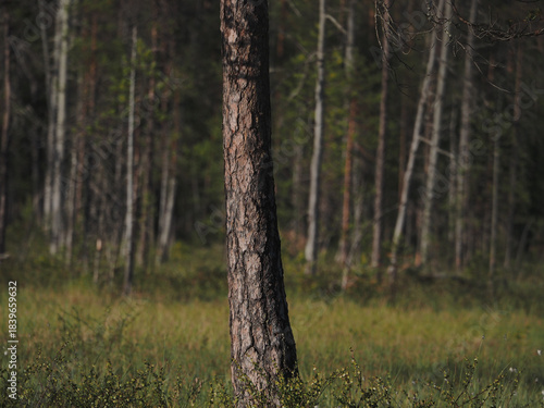 Bild auf Leinwand A close up on a single pine tree trunk on an arctic meadow and boreal forest landscape, wood texture vegetation background