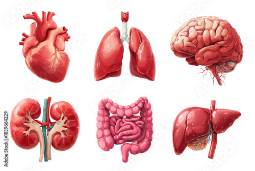 Organs cartoon set. Heart lungs liver kidneys intestines stomach organ, anatomy biology human body surgery medicine donor vector illustration
