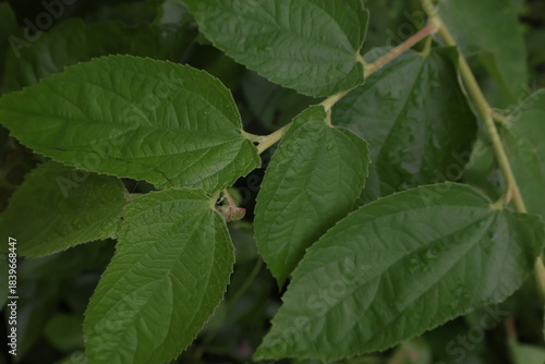 Wallpaper Mural background group of green leaves Torontodigital.ca
