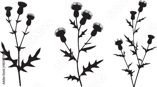 Thistle plants silhouette