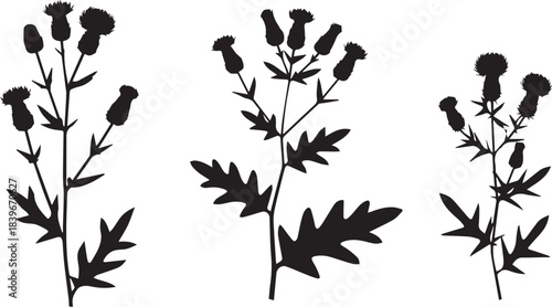 Thistle plant silhouettes