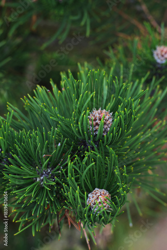 dwarf mountain pine, mountain pine, scrub mountain pine, Swiss mountain pine, bog pine, creeping pine, or mugo pine (Pinus mugo)