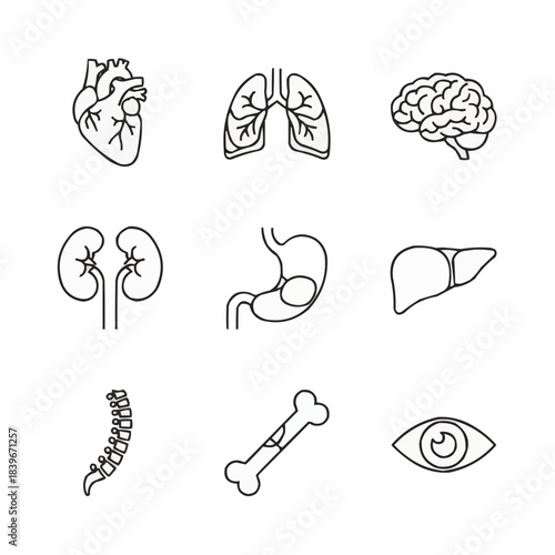 Collection of simple line art icons representing human organs and body parts