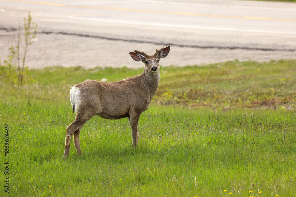 Naklejka premium white tailed deer buck