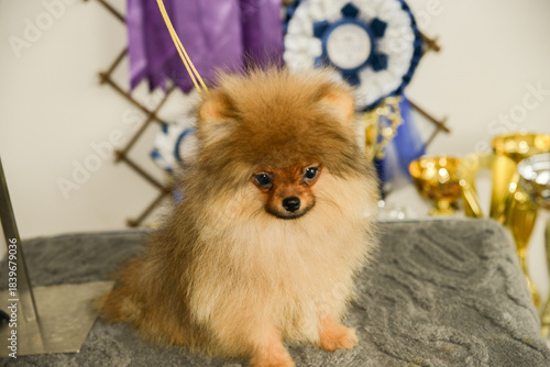 Portrait of cute pomeranian dog.