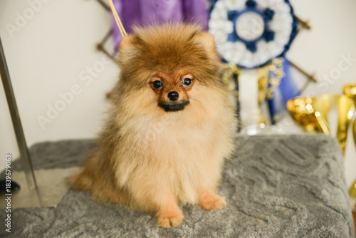 Portrait of cute pomeranian dog.