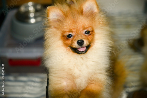 Portrait of cute pomeranian dog.