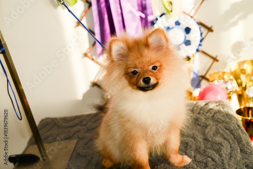 Portrait of cute pomeranian dog.