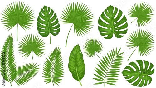 Exotic tropical leaves illustration set, detailed vector design for summer and nature lovers